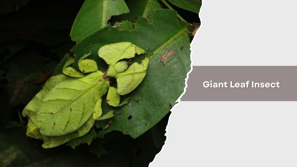 Giant Leaf Insect