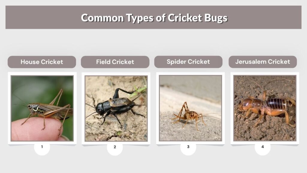 Common Types of Cricket Bugs