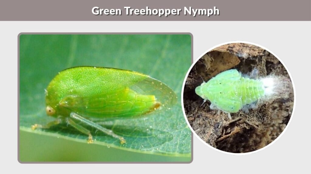 Green Treehopper Nymph