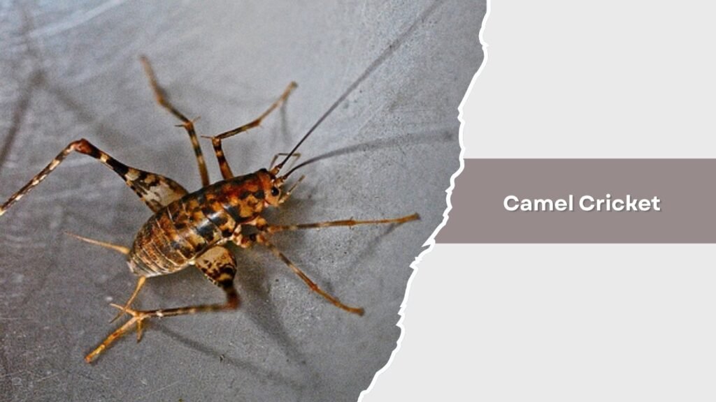 Camel Cricket
