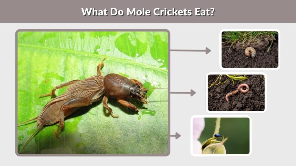 What Do Mole Crickets Eat?