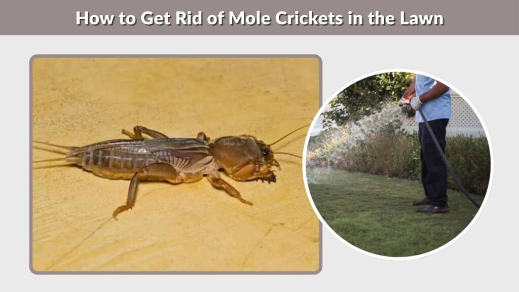 How to Get Rid of Mole Crickets in the Lawn