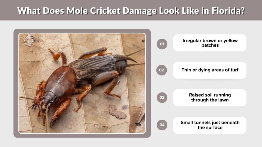 What Does Mole Cricket Damage Look Like in Florida?