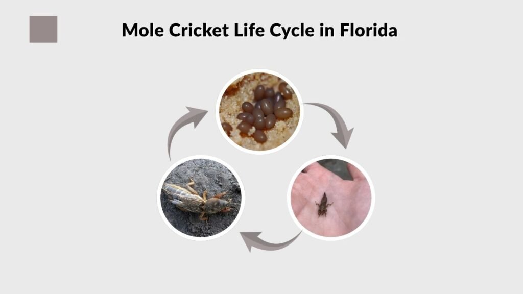 Mole Cricket Life Cycle in Florida