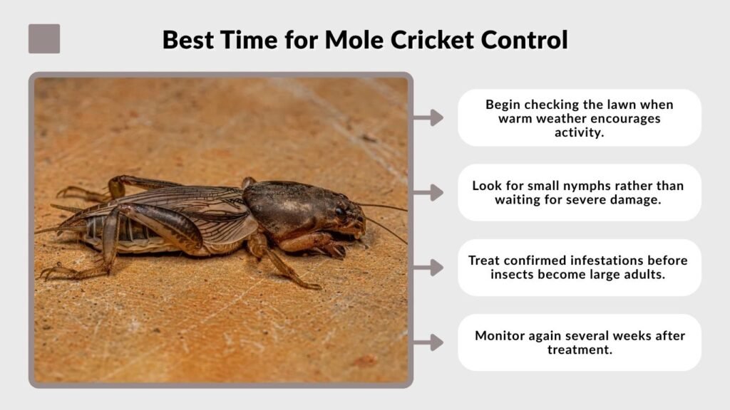 Best Time for Mole Cricket Control