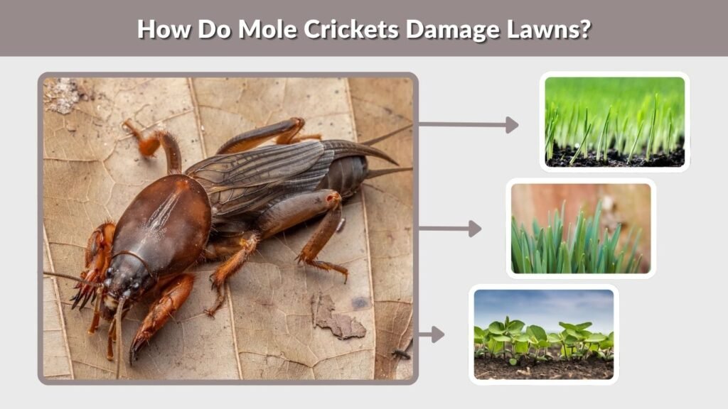 How Do Mole Crickets Damage Lawns?