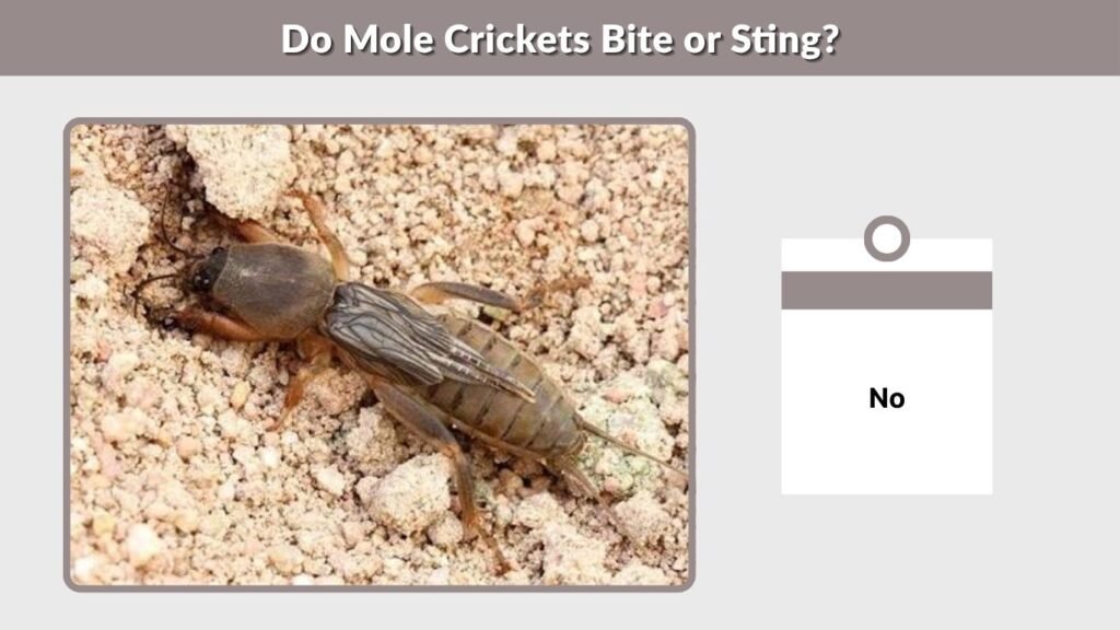 Do Mole Crickets Bite or Sting?