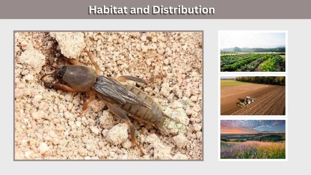 Habitat and Distribution