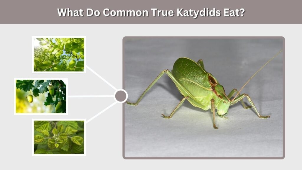 What Do Common True Katydids Eat?