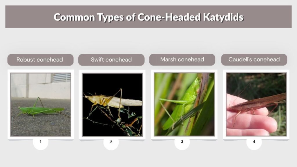 Common Types of Cone-Headed Katydids
