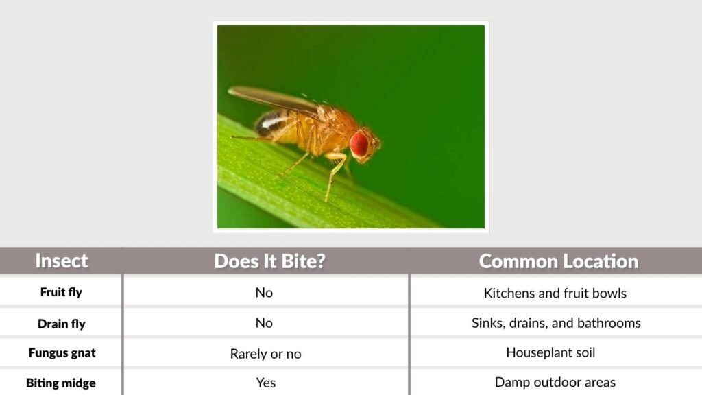 Why Do People Think Fruit Flies Bite?