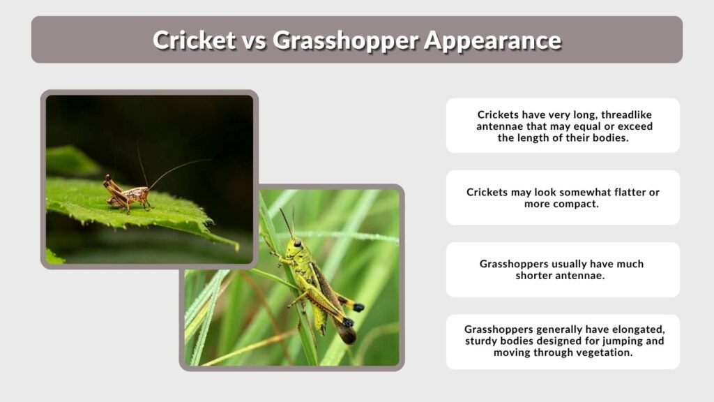Cricket vs Grasshopper Appearance