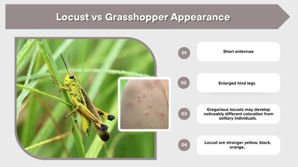 Locust vs Grasshopper Appearance