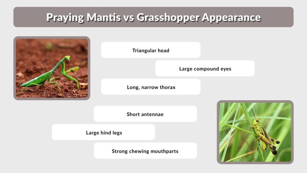 Praying Mantis vs Grasshopper Appearance