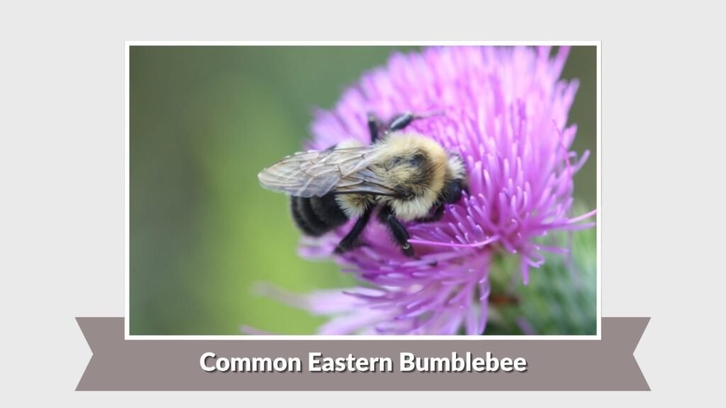 Common Eastern Bumblebee