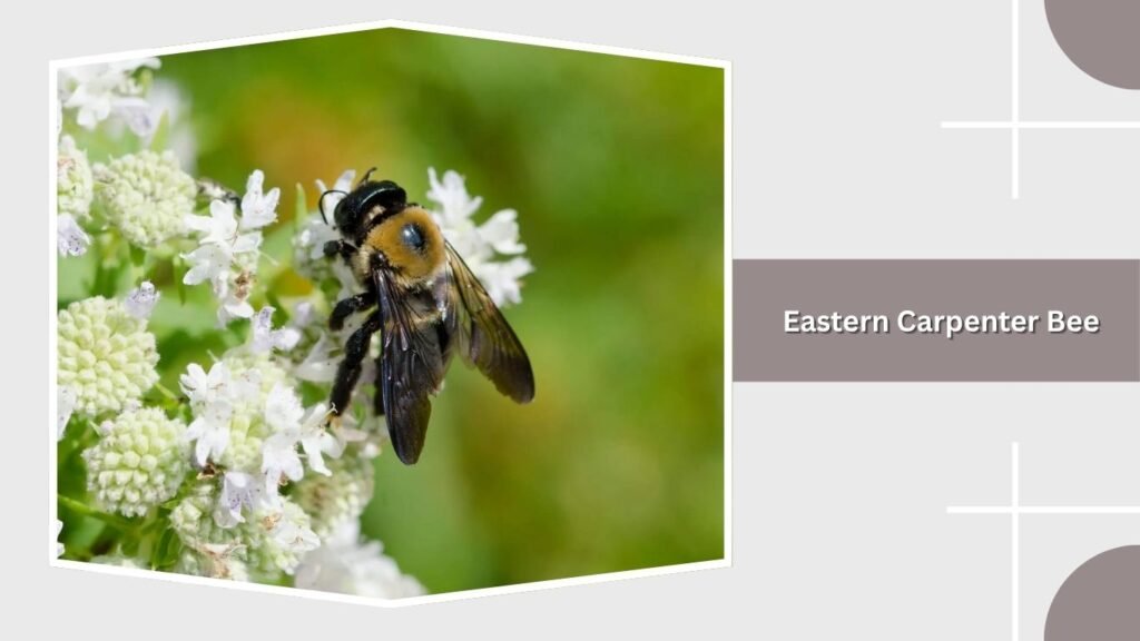 Eastern Carpenter Bee