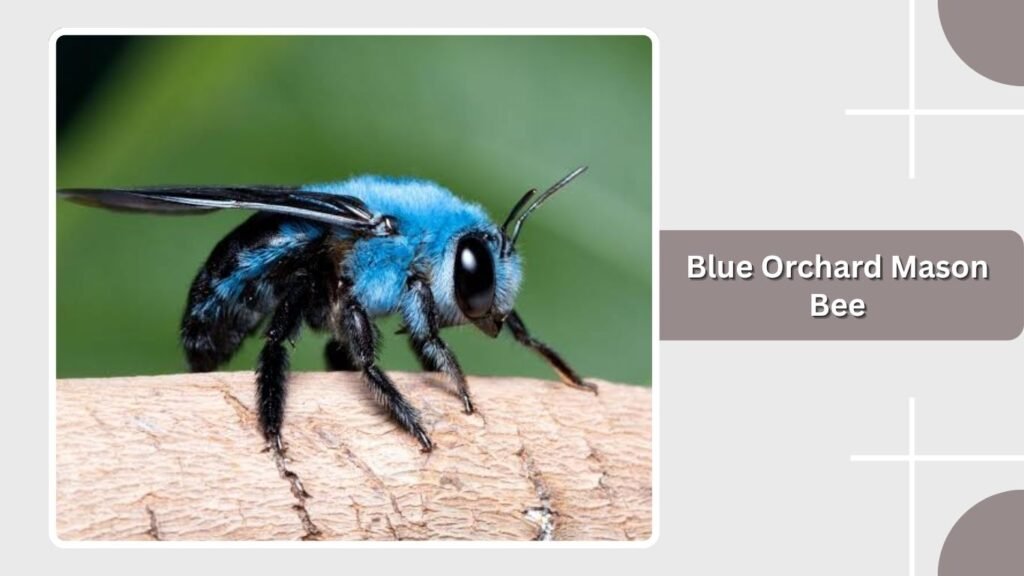 Blue Orchard Mason Bee