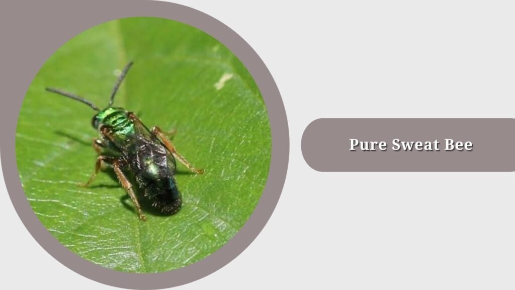 Pure Sweat Bee