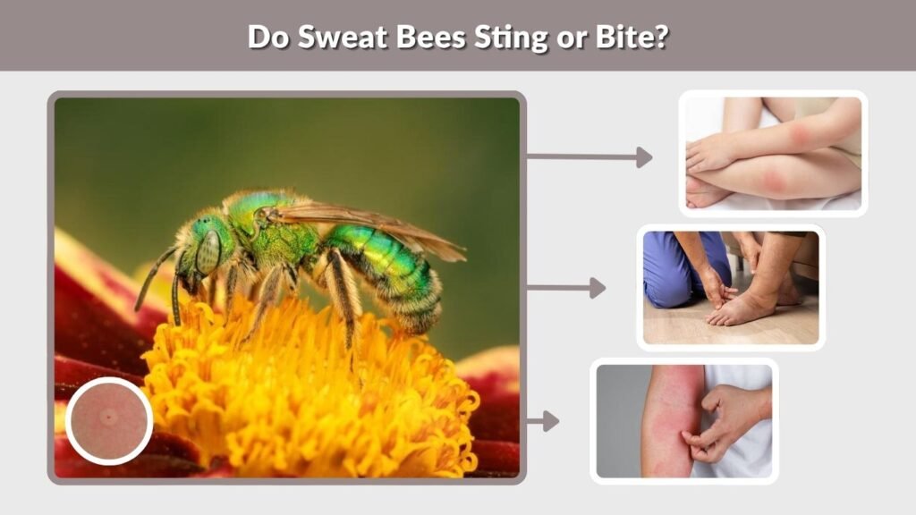 Do Sweat Bees Sting or Bite?