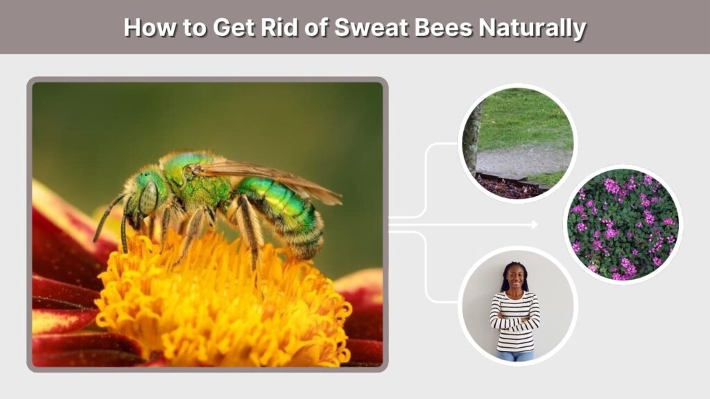How to Get Rid of Sweat Bees Naturally