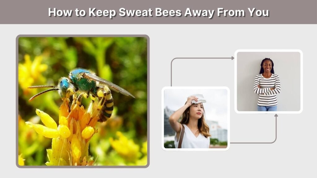 How to Keep Sweat Bees Away From You