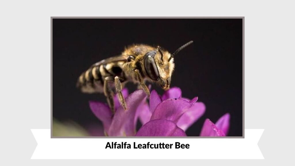 Alfalfa Leafcutter Bee