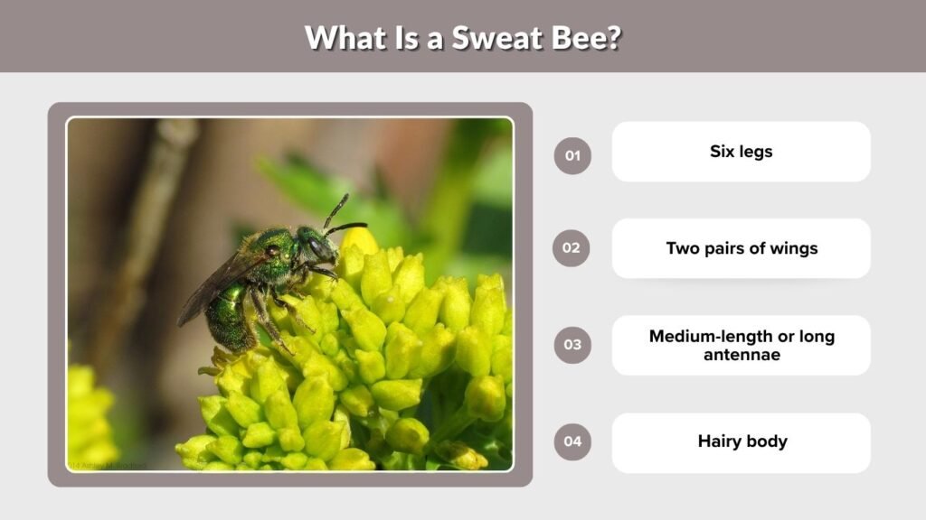 What Is a Sweat Bee?