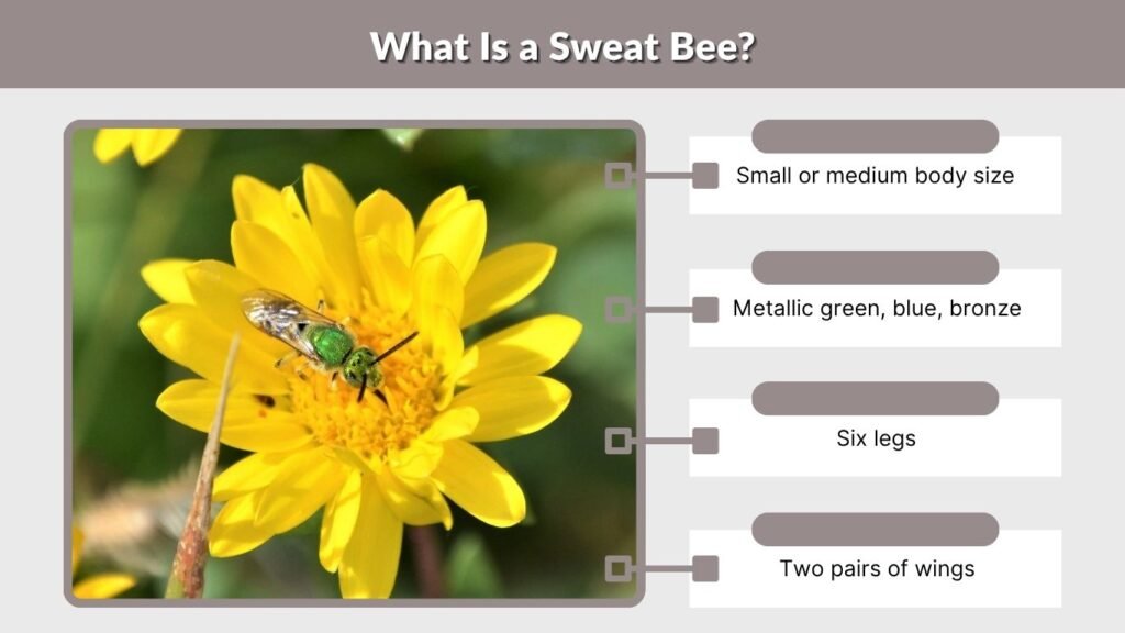 What Is a Sweat Bee?