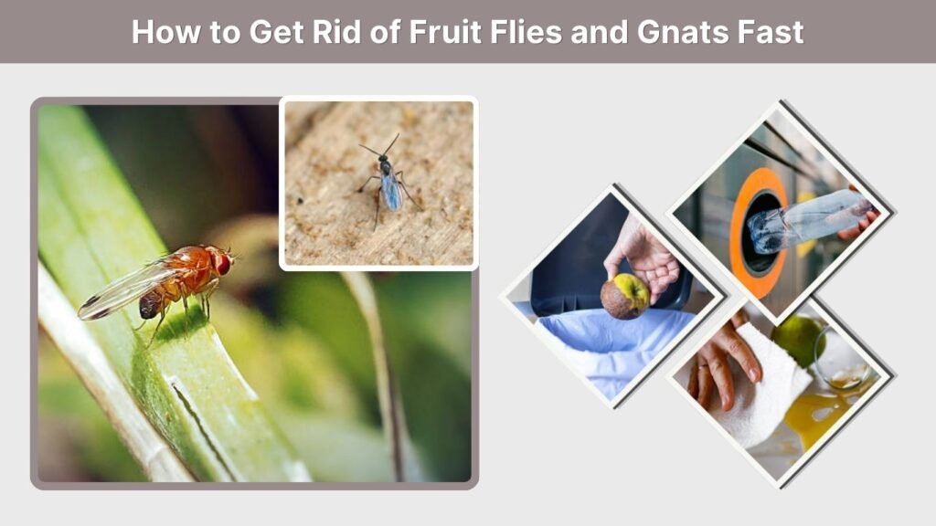 How to Get Rid of Fruit Flies and Gnats Fast