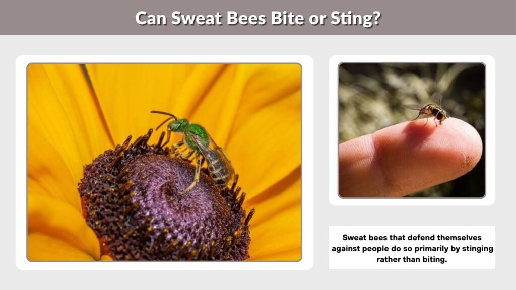 Can Sweat Bees Bite or Sting?