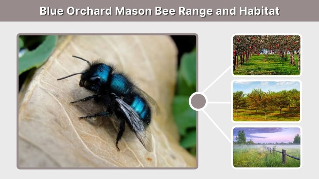 Blue Orchard Mason Bee Range and Habitat