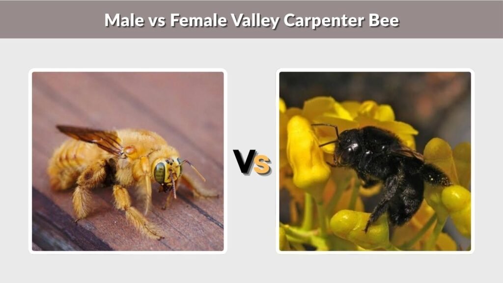 Male vs Female Valley Carpenter Bee