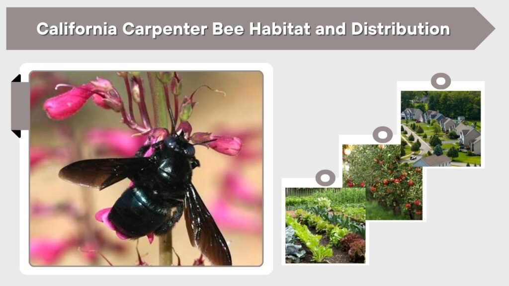 California Carpenter Bee Habitat and Distribution
