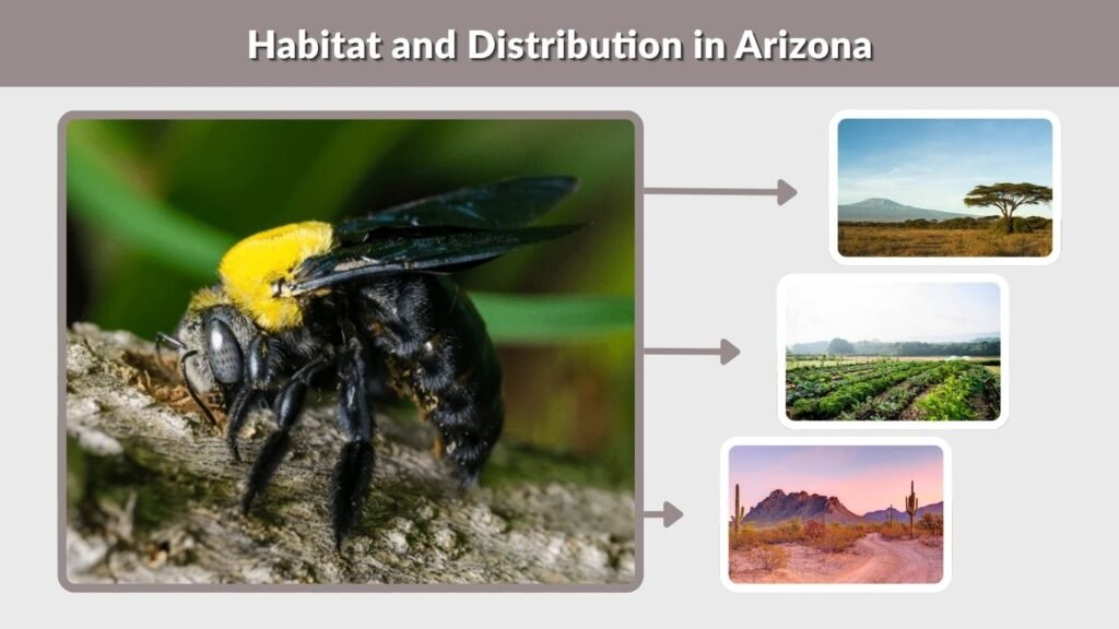 Habitat and Distribution in Arizona