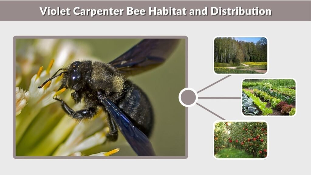 Violet Carpenter Bee Habitat and Distribution
