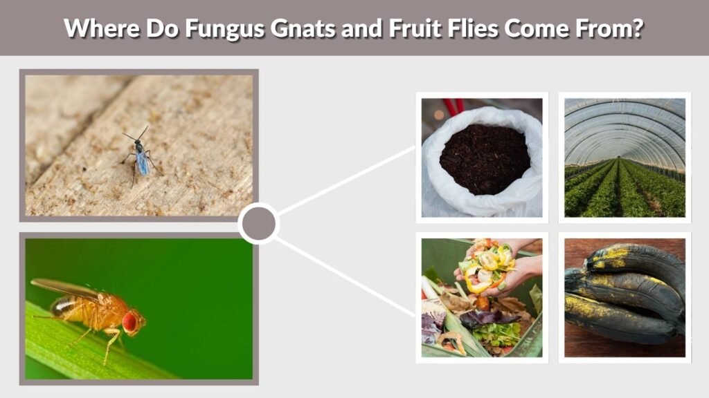 Where Do Fungus Gnats and Fruit Flies Come From?