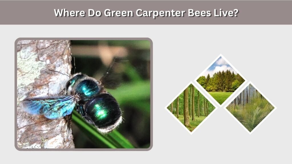 Where Do Green Carpenter Bees Live?