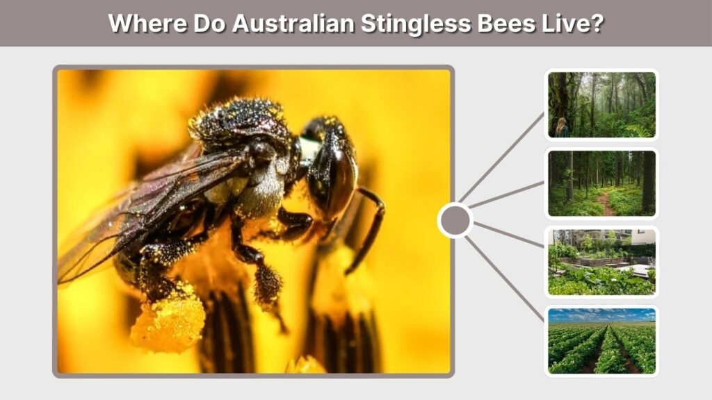 Where Do Australian Stingless Bees Live?