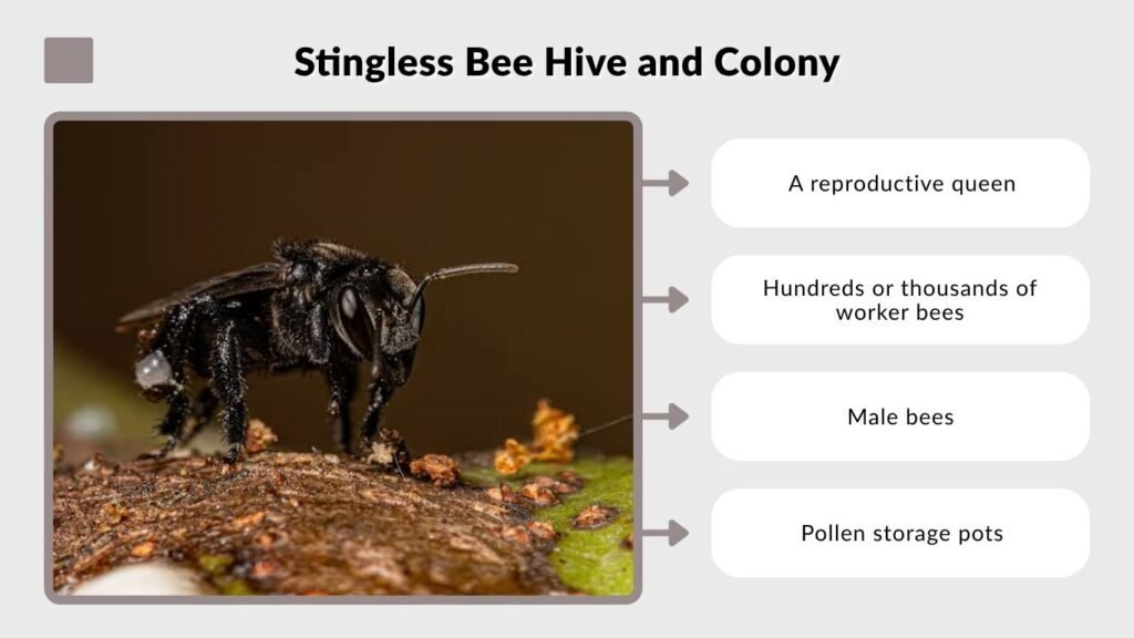 Stingless Bee Hive and Colony