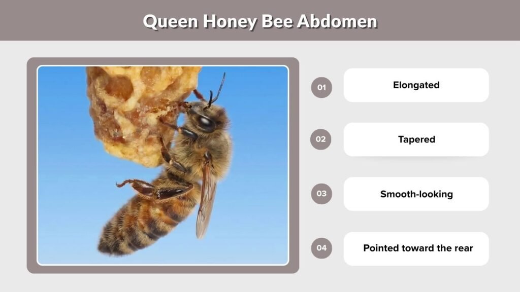 Queen Honey Bee Abdomen