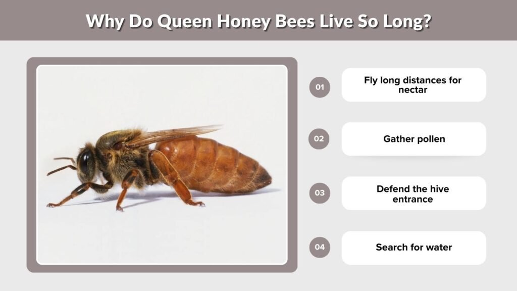 Why Do Queen Honey Bees Live So Long?