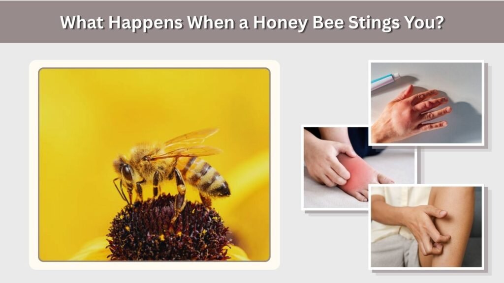 What Happens When a Honey Bee Stings You?