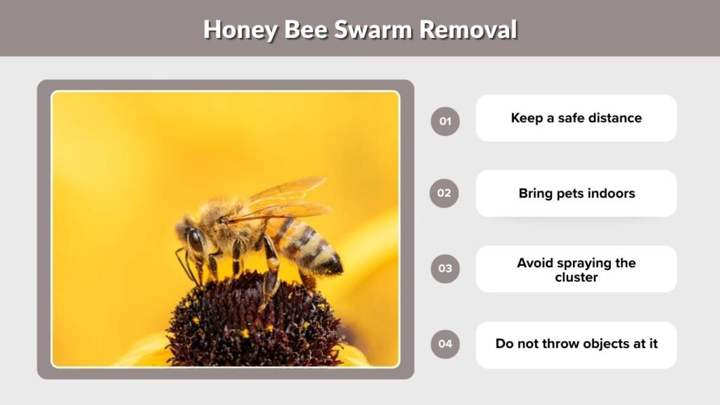 Honey Bee Swarm Removal