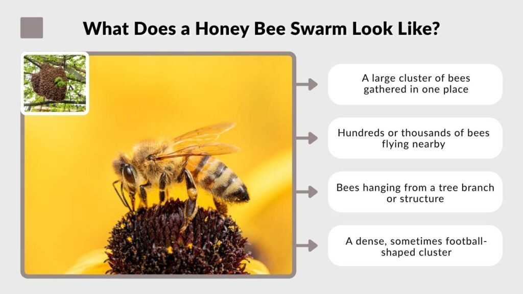 What Does a Honey Bee Swarm Look Like?