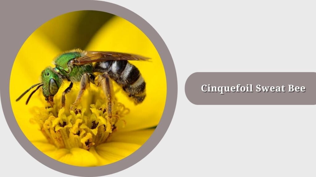 Cinquefoil Sweat Bee