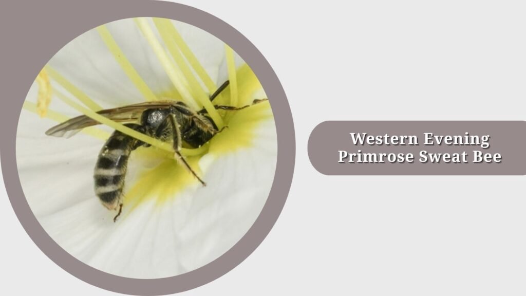 Western Evening Primrose Sweat Bee