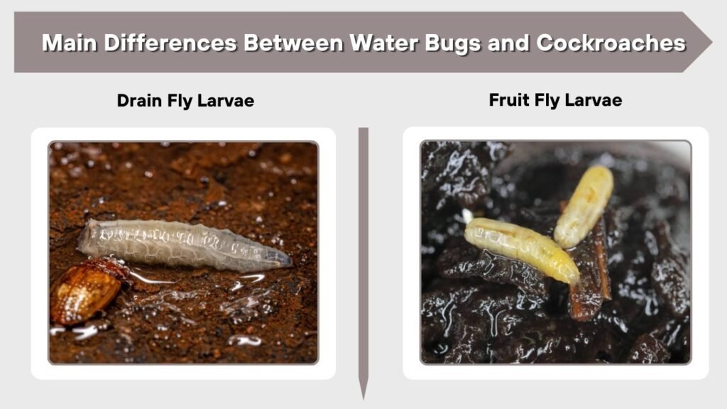 Drain Fly Larvae vs Fruit Fly Larvae