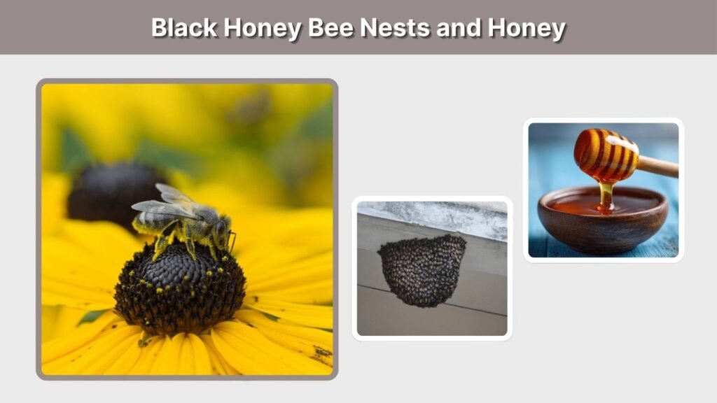 Black Honey Bee Nests and Honey