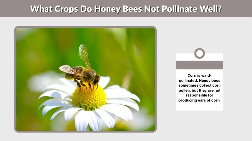 What Crops Do Honey Bees Not Pollinate Well?