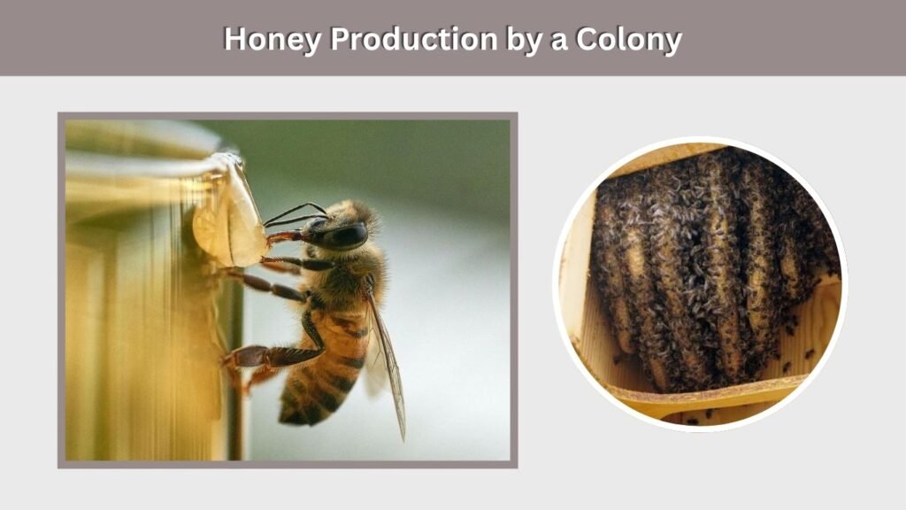 Honey Production by a Colony